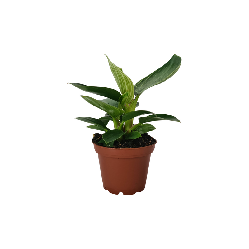 Philodendron Mix - 70mm