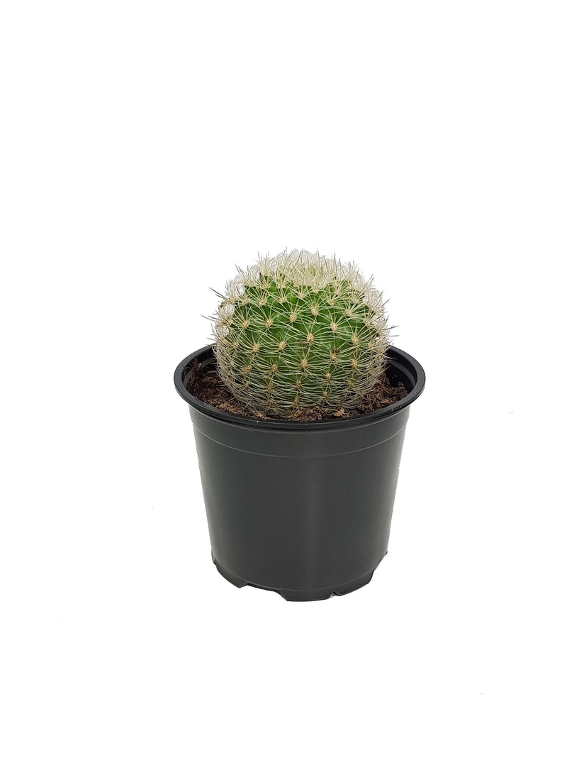 Cacti - 120mm