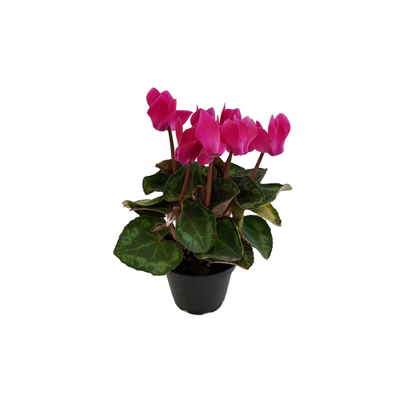 Cyclamen Mini - 70 mm