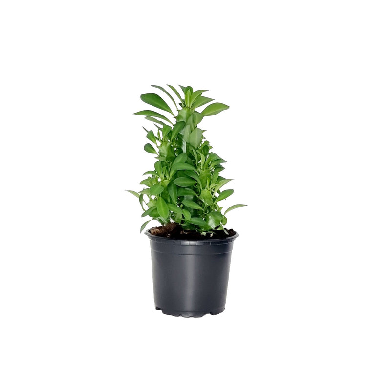 Euphorbia Trigona - 120mm