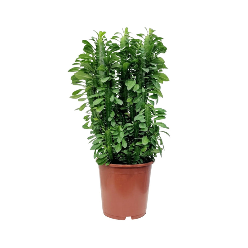 Euphorbia Trigona - 190mm