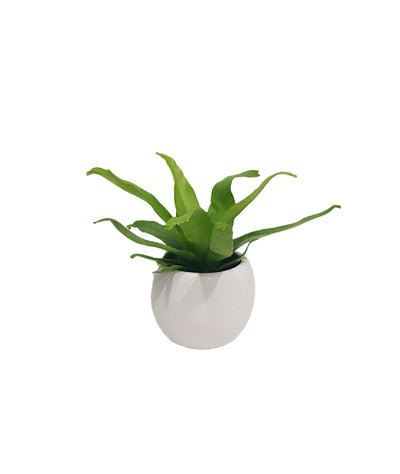 Fern Mix - 70mm