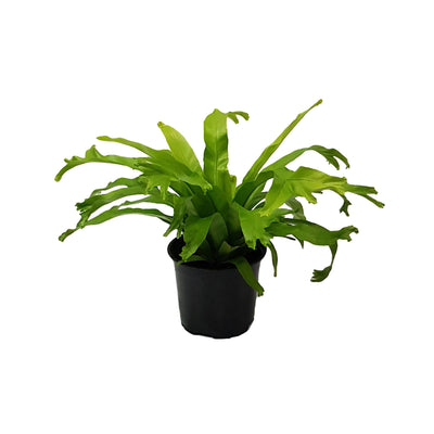 Fern Asplenium - 120mm