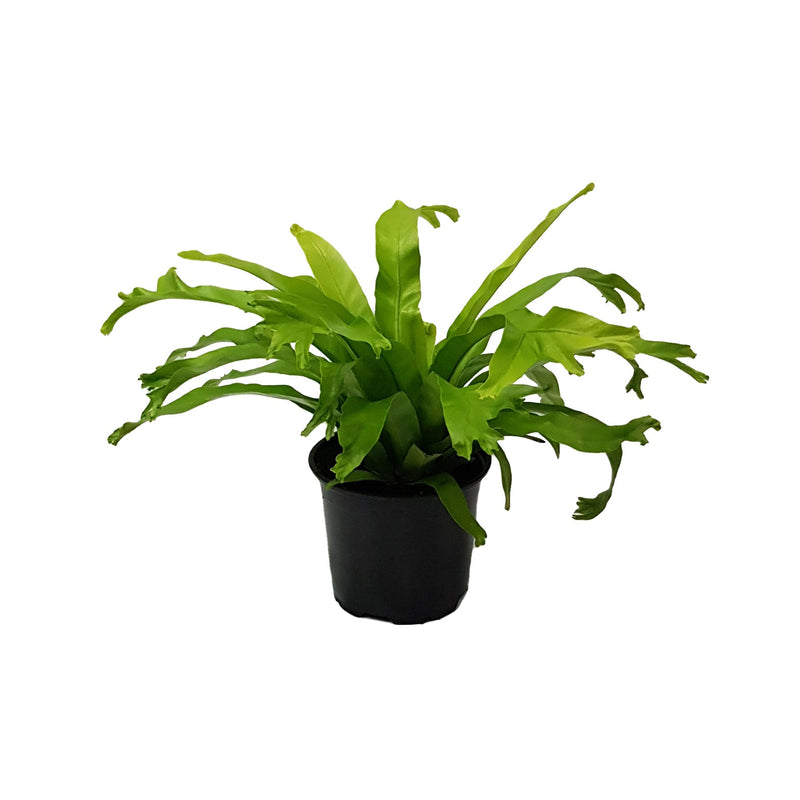 Fern Asplenium - 120mm