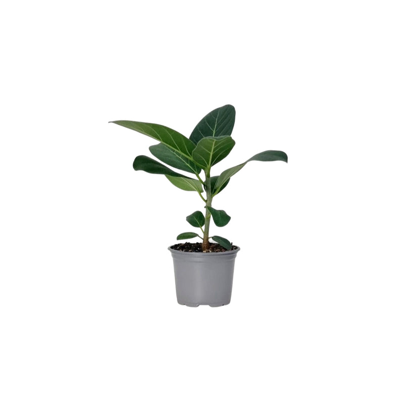 Ficus Benghalensis Audrey - 90mm