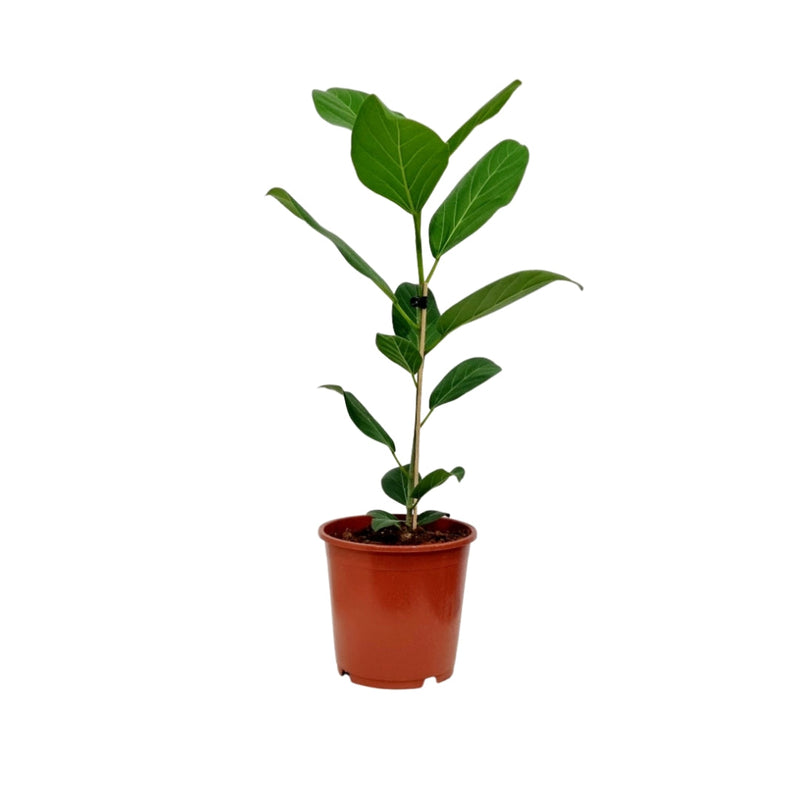 Ficus Benghalensis Audrey - 190mm
