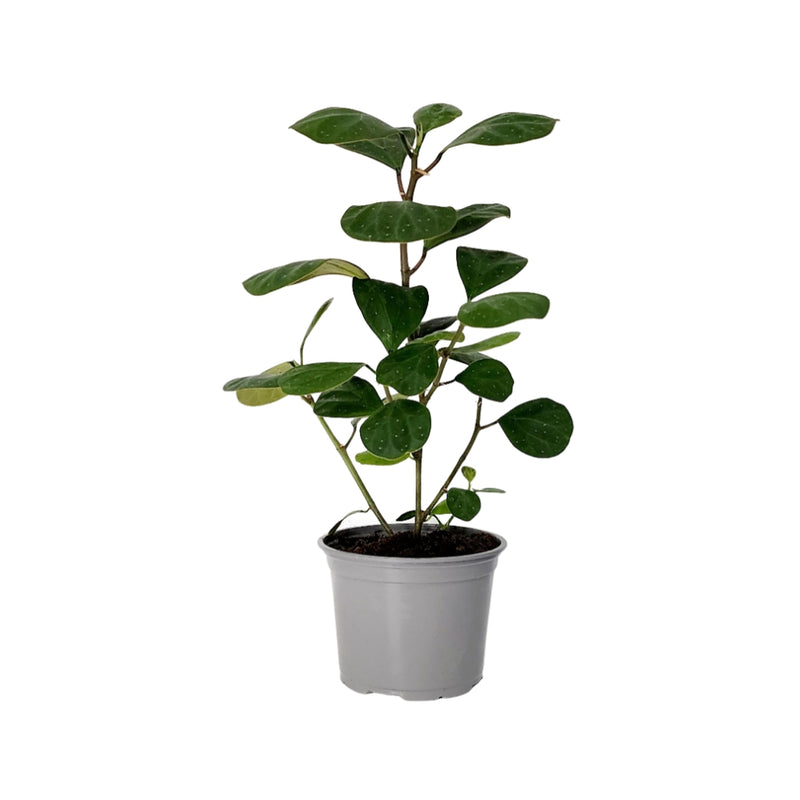 Ficus Diversifolia - 150mm