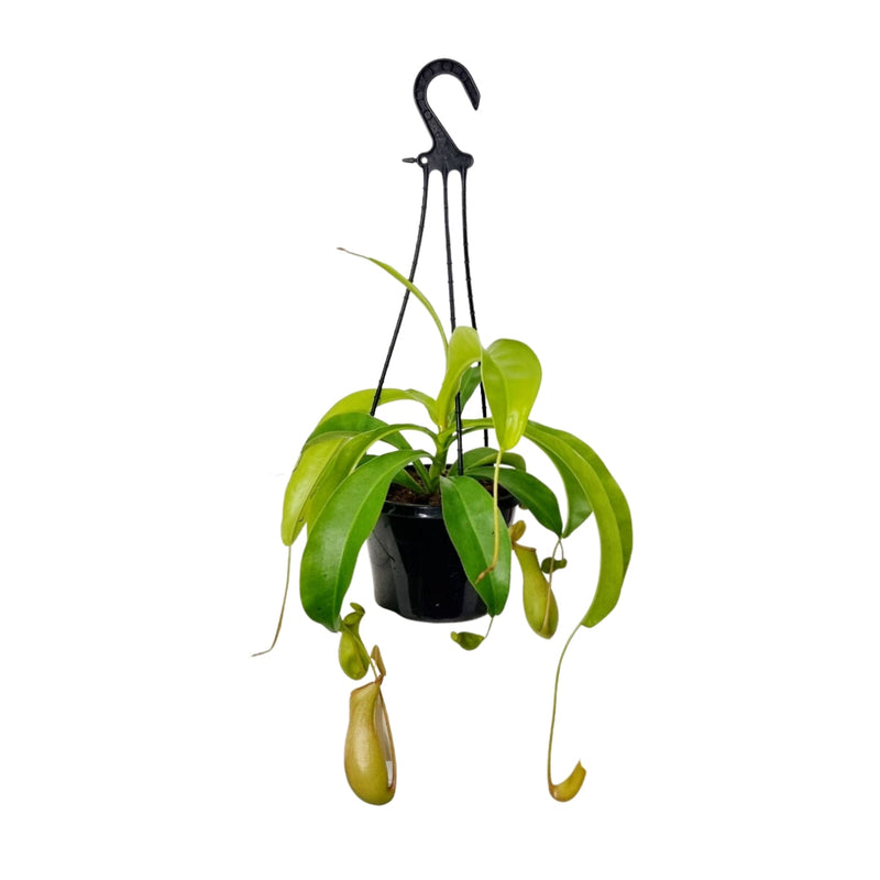 Insectivorous Nepenthes - 150mm Hanging Pot