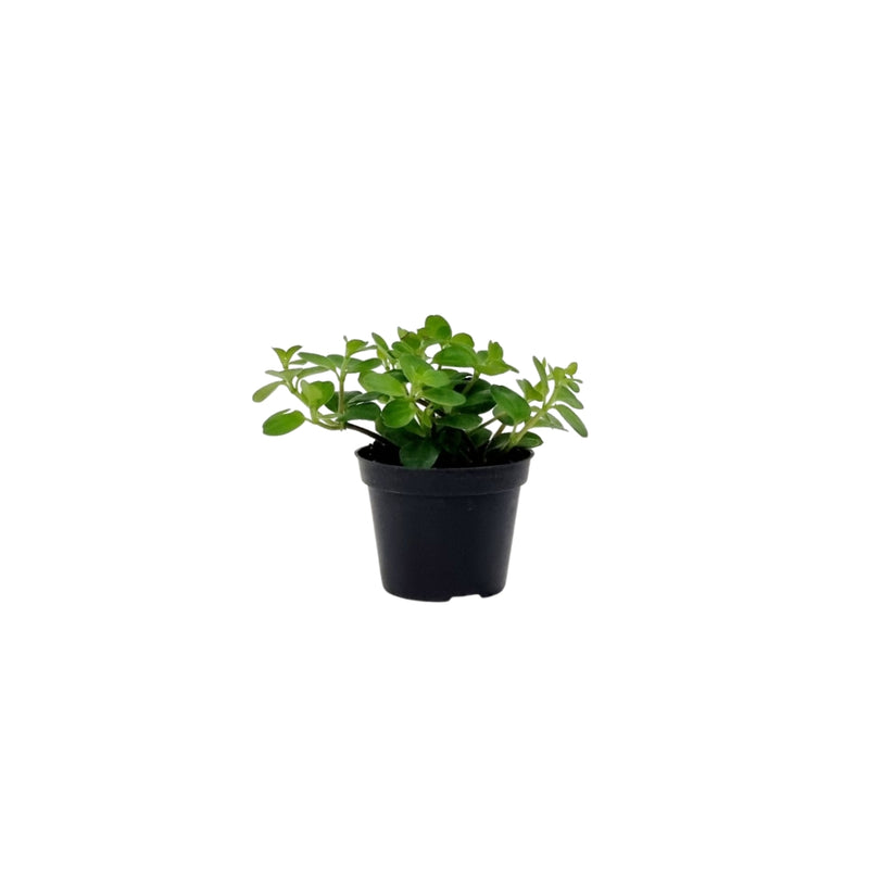 Peperomia Dans Collection - 60mm