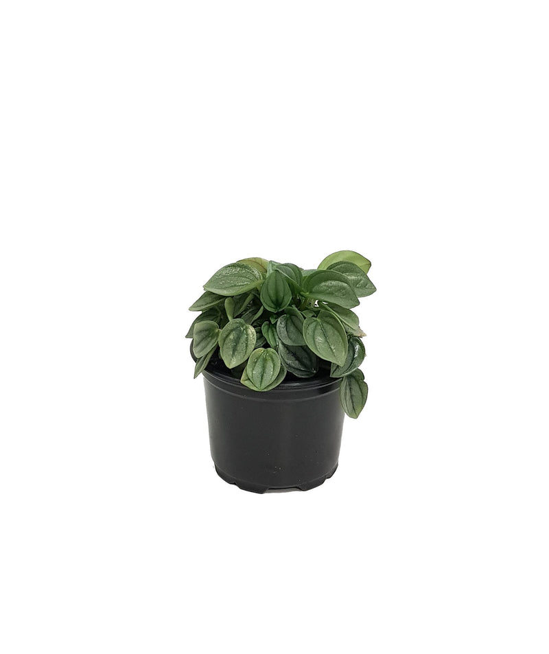 Peperomia Dans Collection - 90mm