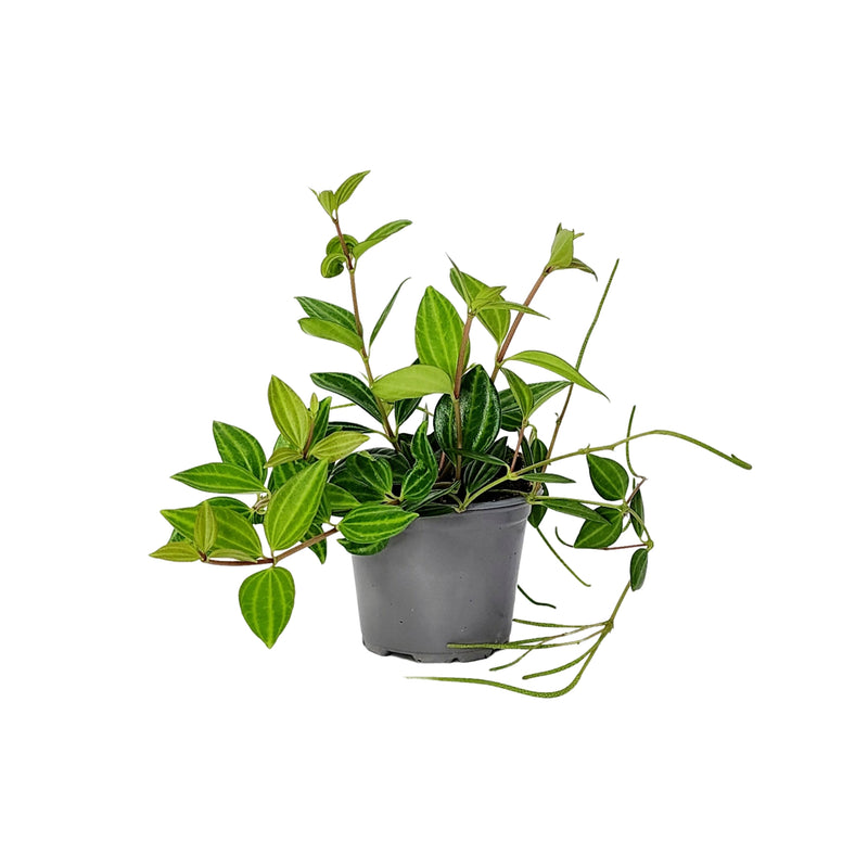Peperomia Dans Collection Rocca Verde - 90mm