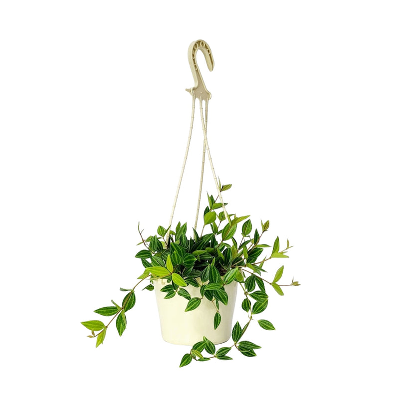 Peperomia Dans Collection Rocca Verde - 150mm Hanging