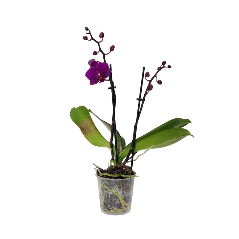 Phalaenopsis 90mm
