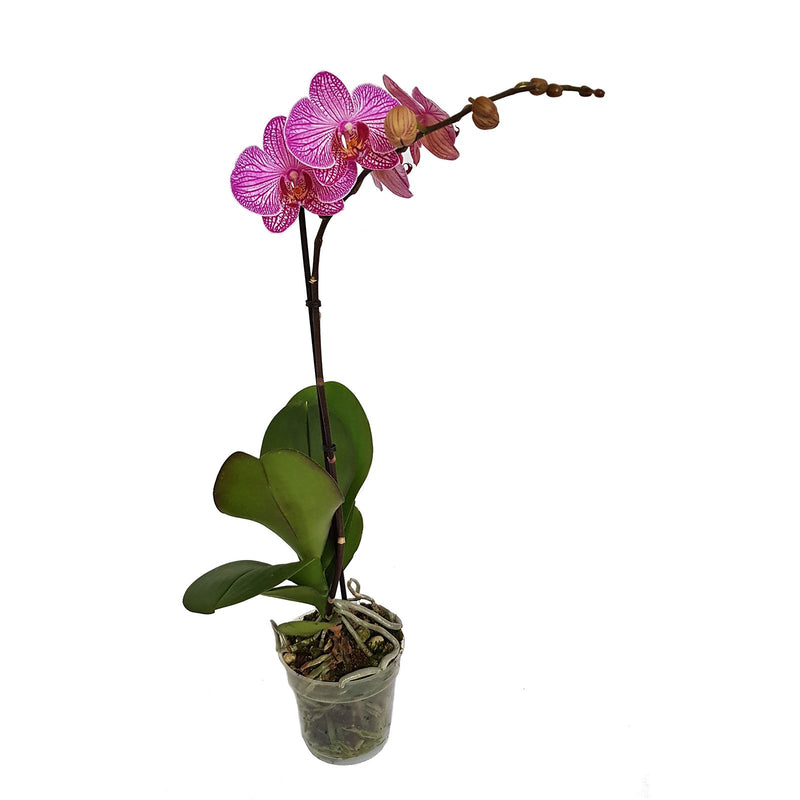 Phalaenopsis 1 Stem - 120mm