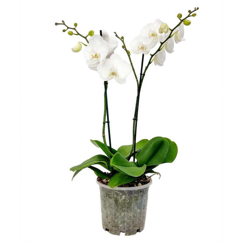 Phalaenopsis Large  - 200mm