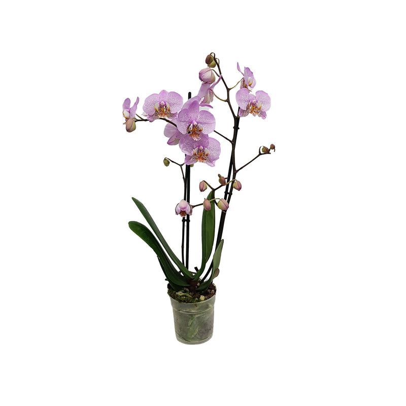 Phalaenopsis 2 Stem or Bracted - 120mm