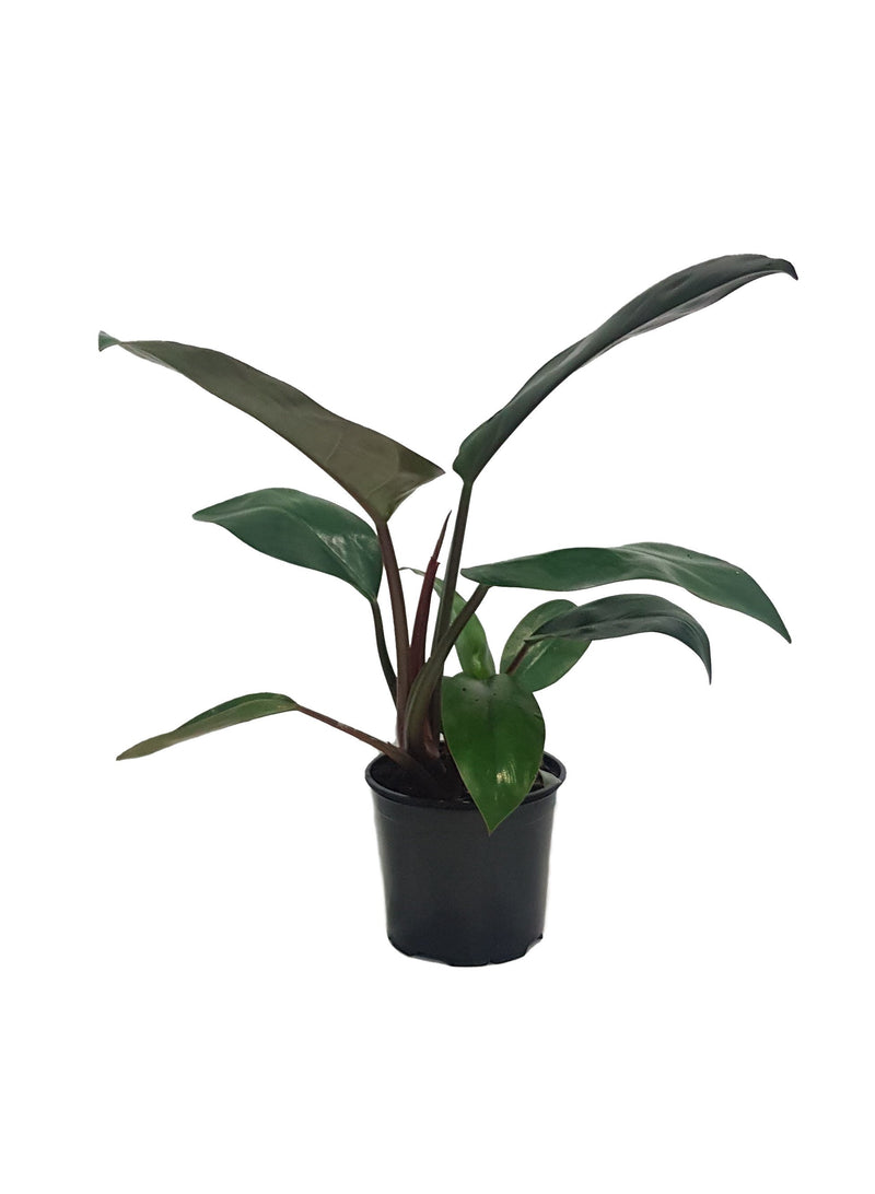 Philodendron Mix - 120mm