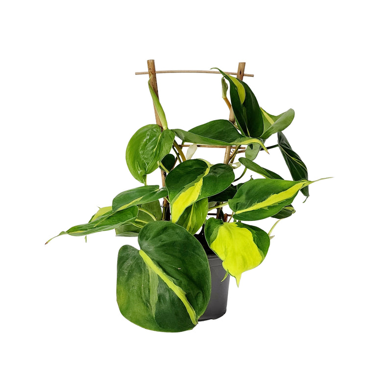 Philodendron Brazil - 120mm