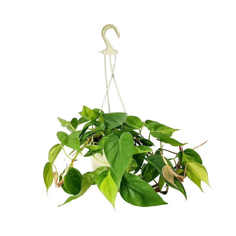Philodendron Brazil - 150mm