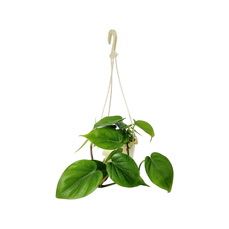 Philodendron Heart Leaf - 150 Hanging Basket