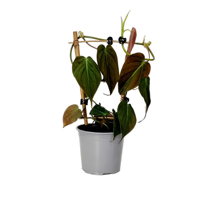 Philodendron Micans - 120mm