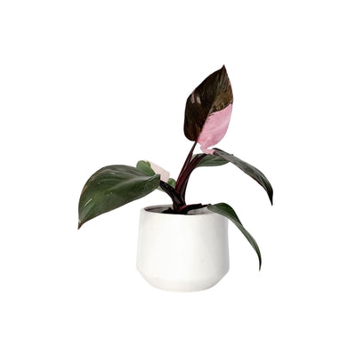 Philodendron Pink Princess - 120mm