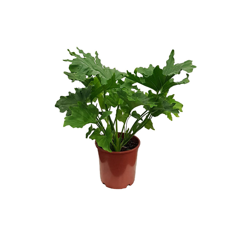 Philodendron Selloum - 240mm