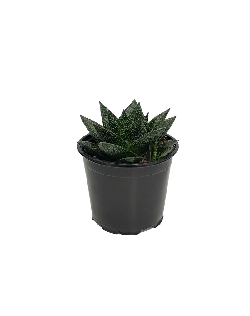 Succulent Urban Element - 120mm